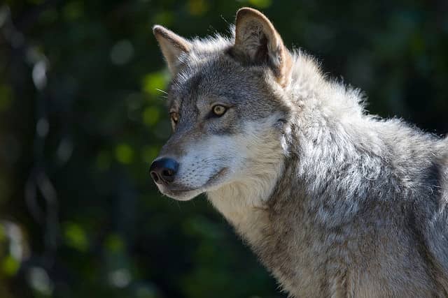 Minnesota Wolf Hunt May be Blocked by Lawsuit