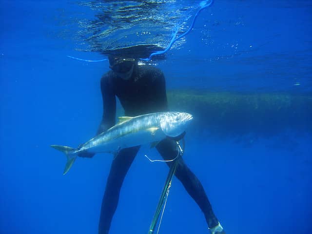 Video: Spearfishers Learn the Meaning of “There’s Always a Bigger Fish”