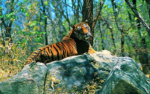 India Bans Tiger Tourism, Possible Implications for Economy and Conservation