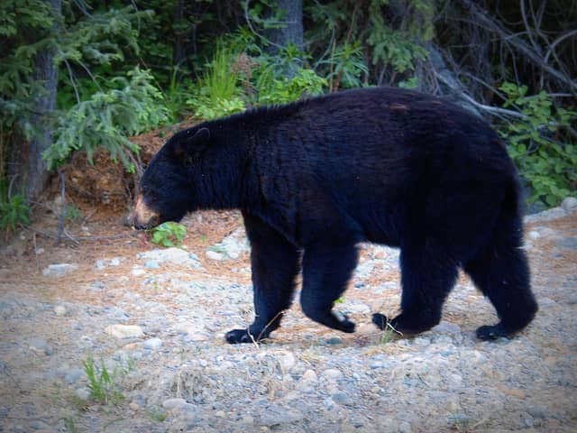 Canadian Native Tribes Declare Bear Hunting Ban in British Columbia, Enforcement Uncertain