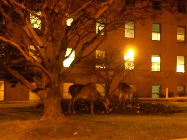 Urban Bow Hunting Gets the Go Ahead in Utah Town