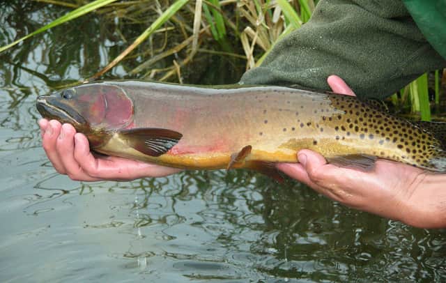 Colorado Cutthroat to be Reintroduced to Native Habitat