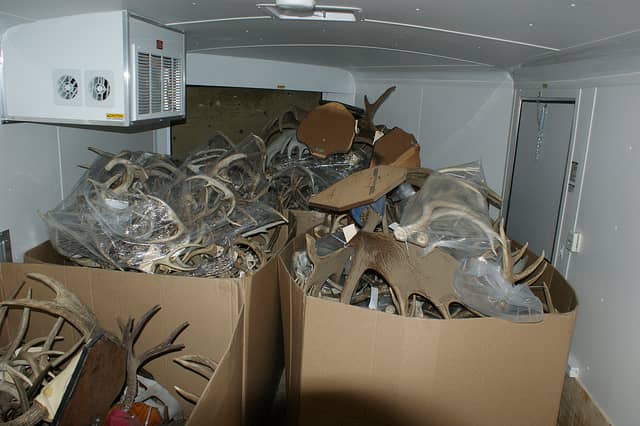 Canadian Man Facing Severe Fines and Jailtime for Trafficking 500 Pairs of Antlers