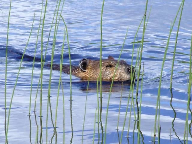 83-Year-Old Woman Wrestles with Rabid Beaver