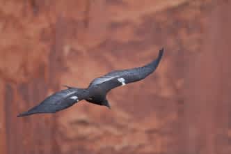 Watch Endangered Condors be Released to Arizona’s Wildlands on Sept. 29
