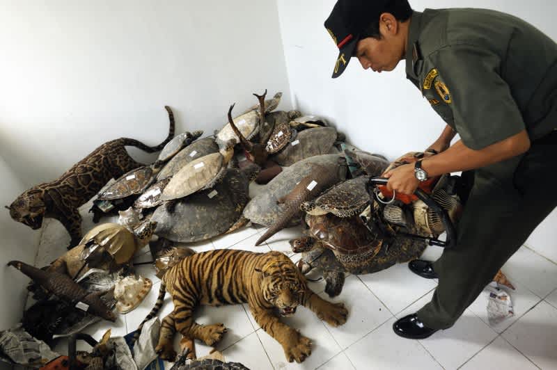 WCS Lauds APEC Announcement to Combat Illegal Wildlife Trafficking