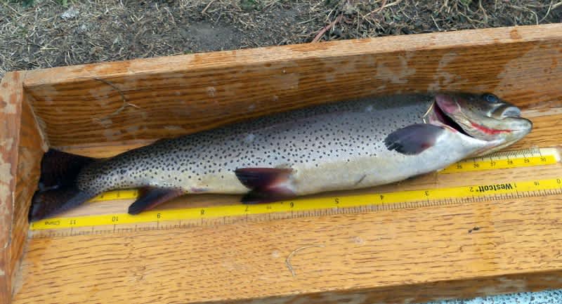 Cutthroat Trout Stocked in the Nebraska Panhandle