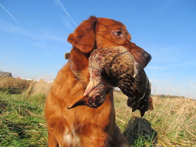 Win an ‘Ultimate’ Prize Just for Hunting Waterfowl