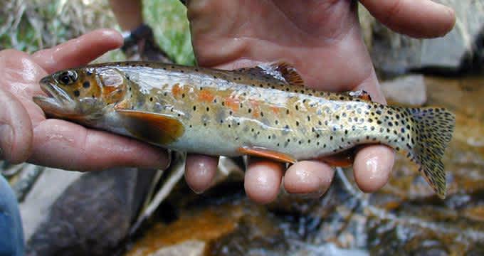 Colorado Stream Hosts the Rarest Trout in the World