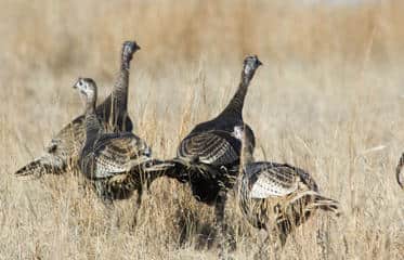 Fall Turkey Season Opens October 1 in Kansas
