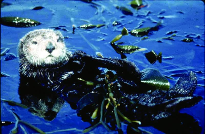 Sea Otter Awareness Week is Sept. 23-29 in California