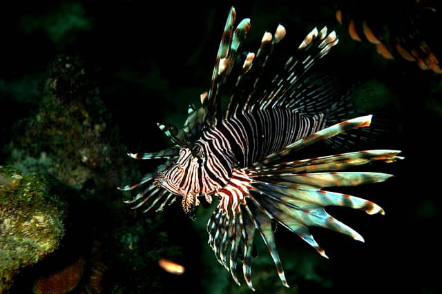 Invasive, Venomous Lionfish Population Explodes in the Florida Keys