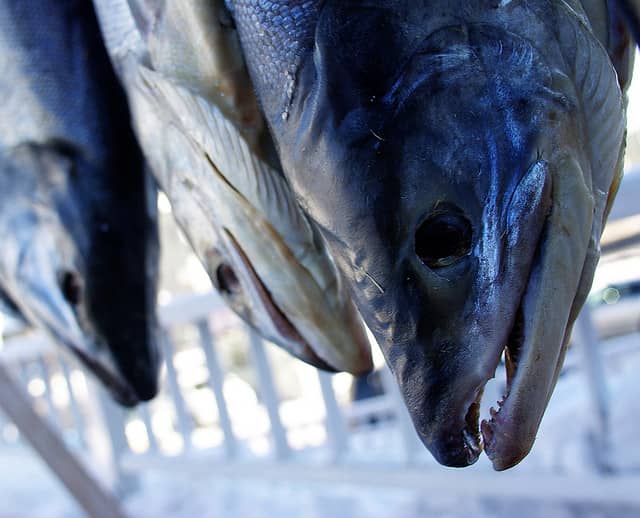 Zombie Salmon? Researchers “Honored” for Showing “Meaningful Brain Activity” in Dead Fish