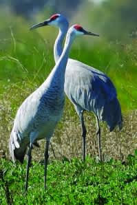 Sandhill Cranes Make Early Arrival in Central Valley
