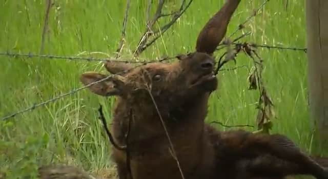Video: Rescue of Baby Moose Garners Media Attention
