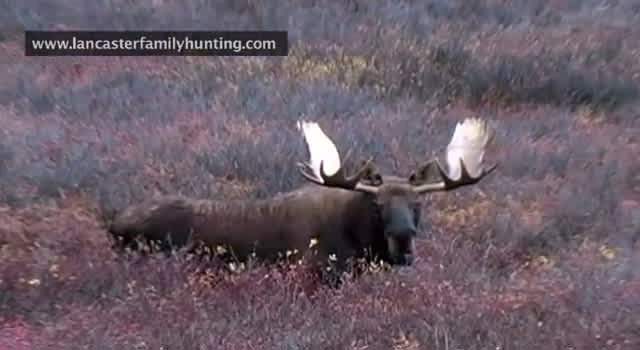 Video: Hunting in Moose-infested Territory with Bart Lancaster