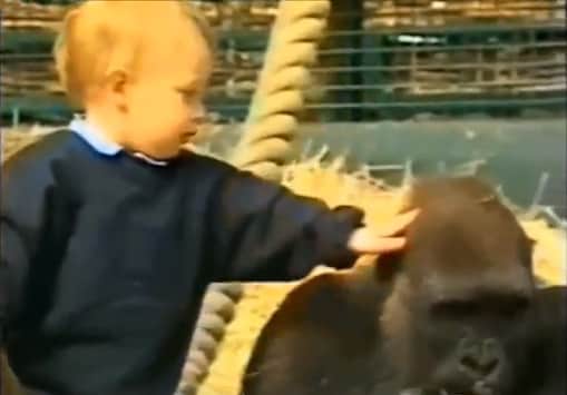 Video: Baby’s Playdate with Gorilla Sparks Controversy 22 Years after Recording