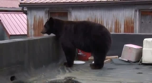 Video: Urban Bear Removal