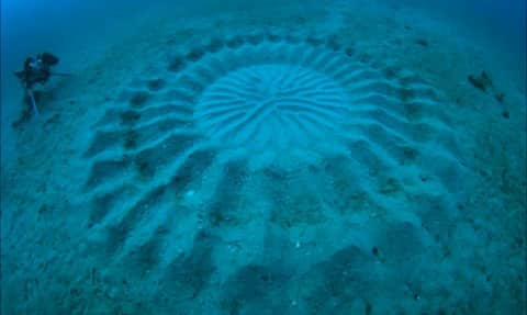 Underwater “Crop Circles” Discovered to be Fish Mating Site