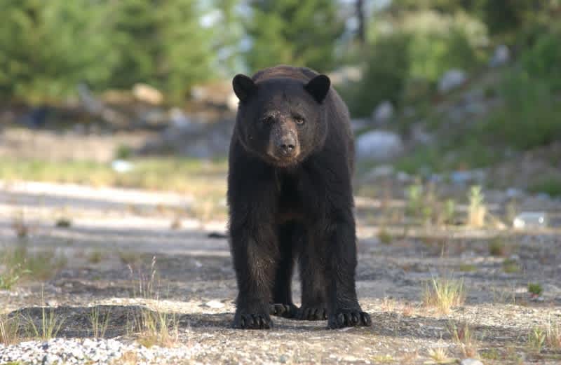 Drought Increases Bear Sightings in Western States