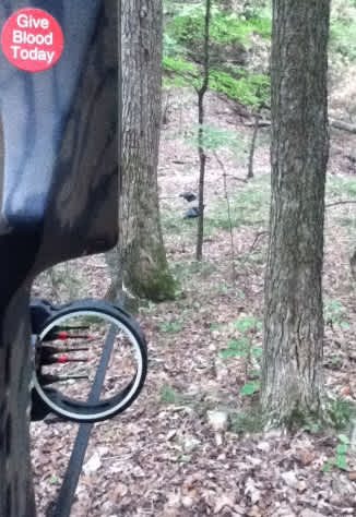 Bowhunting in the Turkey Woods