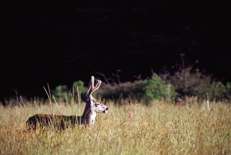 California’s General Deer Season Set to Open