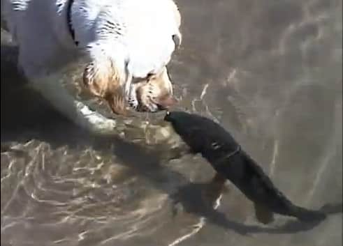 Video: Carp and Labrador Retriever Kiss