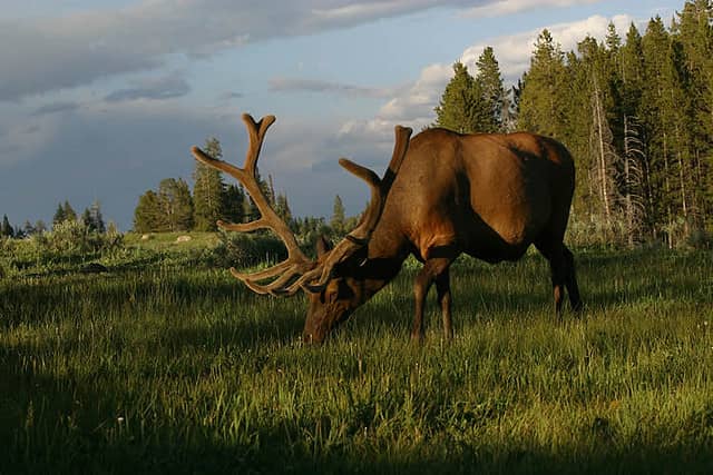 Study Suggests That Elk “Personality” a Factor in the Hunt