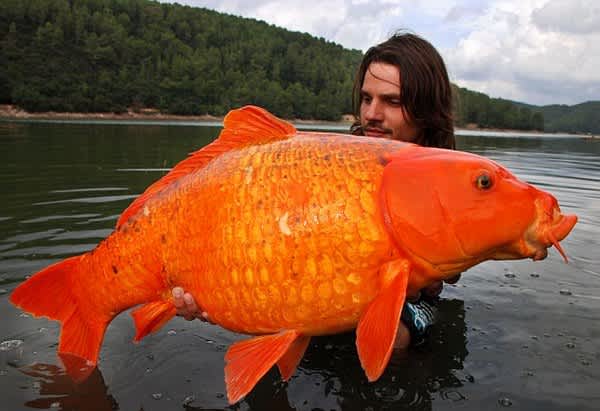 French Angler Catches a 30 Pound Goldfish