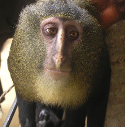 Photos: New Species of African Monkey Identified