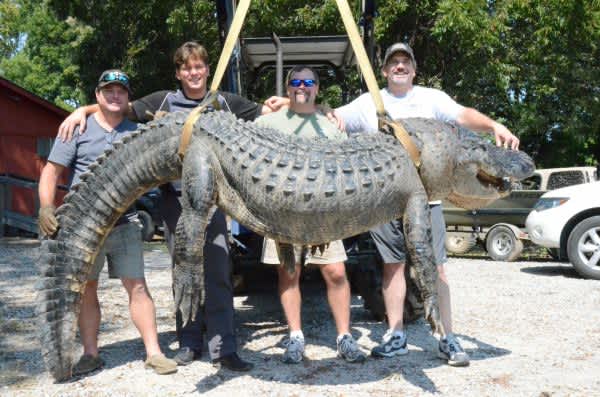 700 Pound Monster: New Record Weight Alligator Harvested in Mississippi