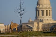 Dealing with Nuisance Deer in Kentucky’s Urban and Suburban Areas