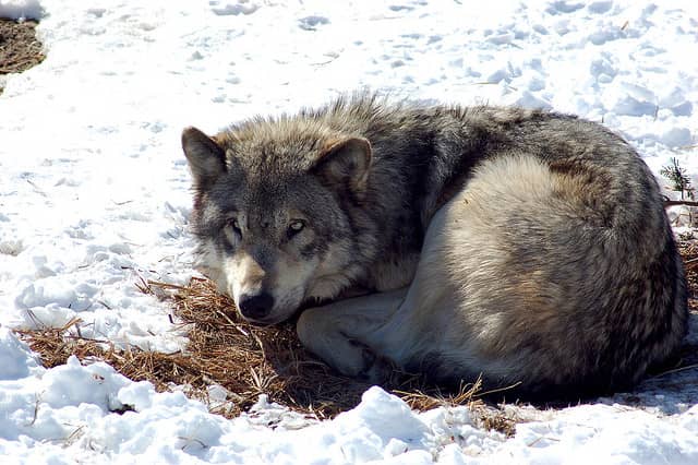 Hunter Goes Grouse Hunting, Instead Kills a Charging Wolf
