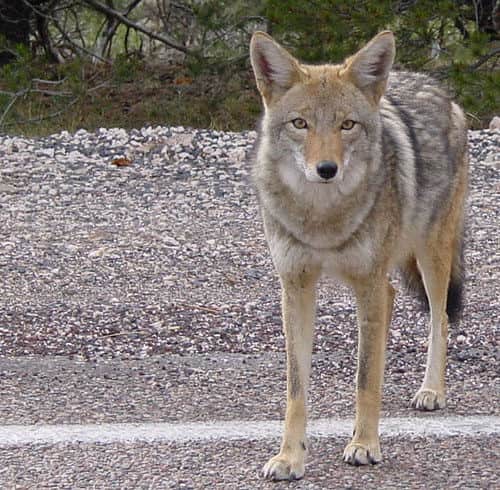 Urban Coyotes Could be Setting the Stage for Larger Carnivores to Move into Cities