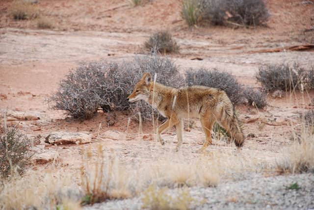 Coyote Attacks Utah Woman on the Job