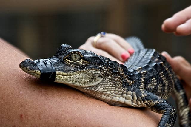 “Alligator Pool Parties” Scrutinized by Florida Wildlife Officials