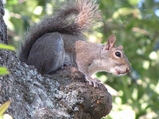 Squirrel Population Boom has Scientists Considering Contraceptives in Seeds