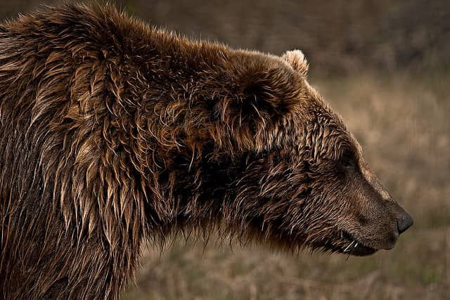 Alaska’s Second Fatal Brown Bear Mauling This Year Goes Against the Trend