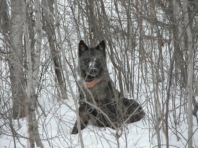 Leftover Minnesota Early Season Wolf Hunting Licenses Sell Out in Minutes