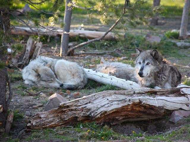 Wyoming Wolf Hunt Well Underway, One-third of Quota Harvested