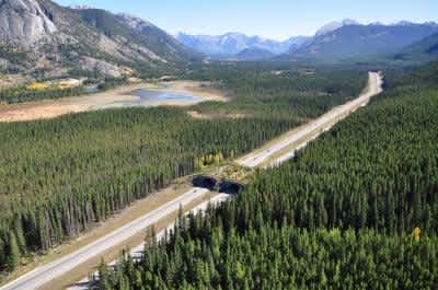 Scientists Explore New Habitat Connections, Including Wildlife Overpasses on Highways