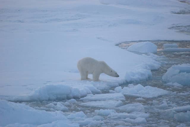 Polar Bears’ Threatened Status Challenged in U.S. Appeals Court