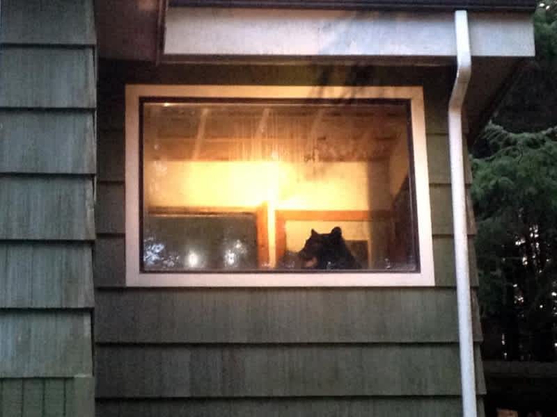 Alaskan Resident Wakes to Bear Intruder Inside the House