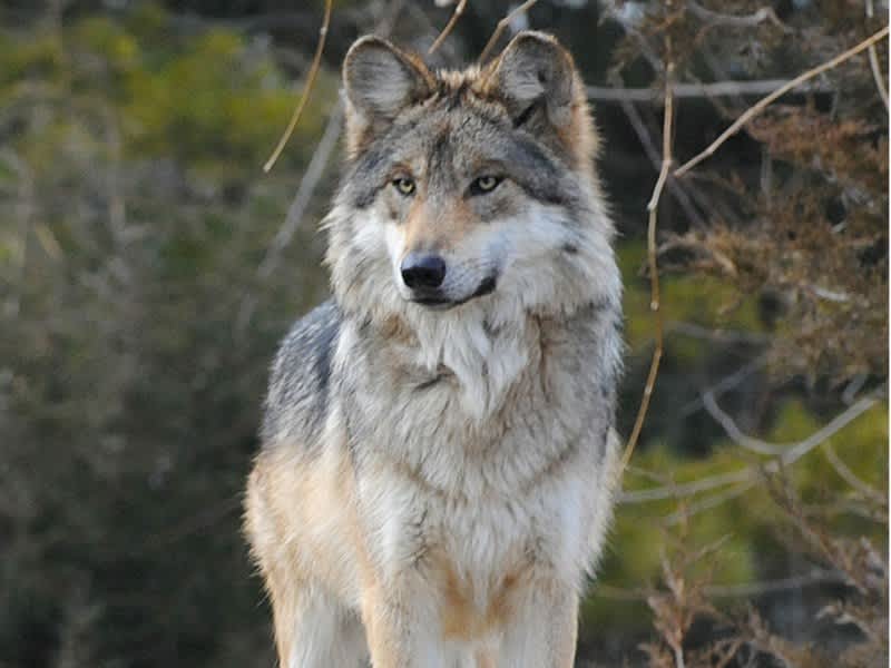 Mexican Gray Wolf to Spend Time in “Boot Camp” Before Being Released into Wild