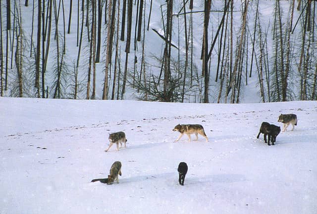 Petition to Stop Minnesota Wolf Hunt Shut Down in Court
