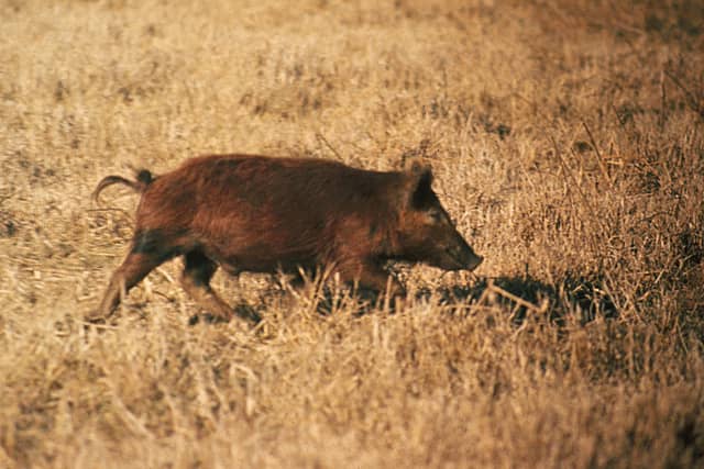 Texas Counties Place a Bounty on Feral Hogs and the Competition is On