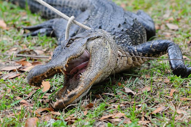 High Number of Alligators Harvested in Florida in 2011