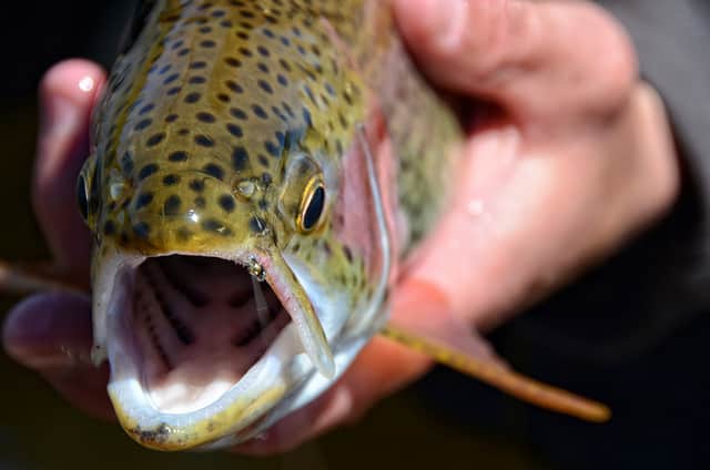 Whirling Disease-resistant Trout Being Stocked in Colorado River