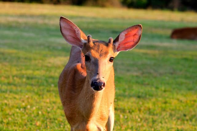 Pennsylvania Becomes 23rd State to Confirm Chronic Wasting Disease in Deer