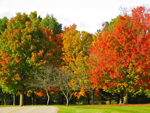 Michigan Horticulturists Predict Early Change of Fall Colors